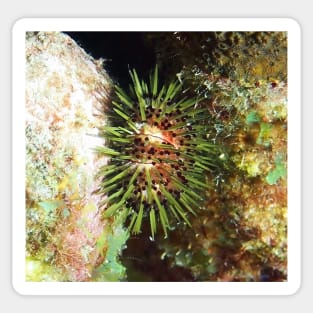 Jewell Sea Urchin Sticker